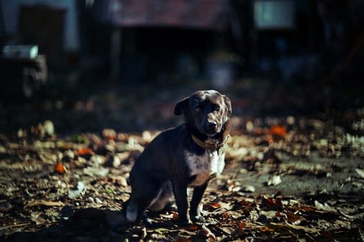 Little dog is shining.