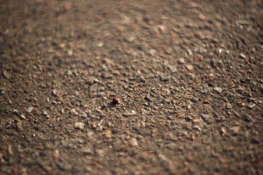 Ladybug on the pavement. A small insect on the roadway.