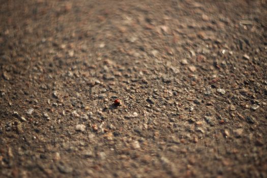 Ladybug on the pavement. A small insect on the roadway.