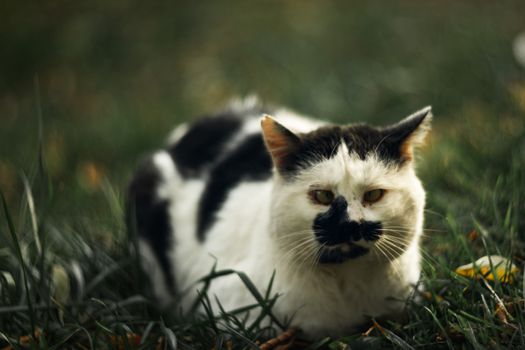 Temperamental homeless cross-eyed squint spotty cat looks at you in on green grass