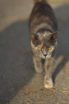 Temperamental homeless gray cat looks at you in a big city. Cat walks on asphalt. Cat is homeless.