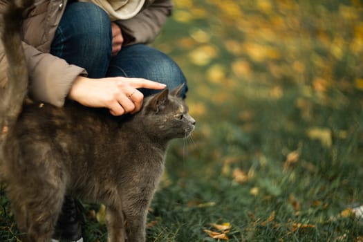 Girl strokes a stray gray beautiful temperamental cat on the grass.