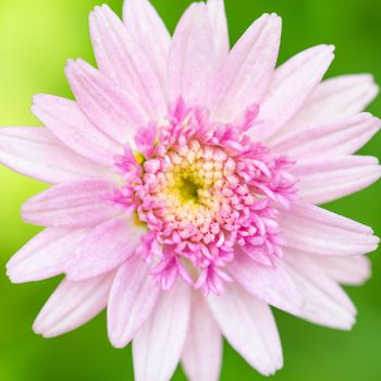 Macro shot of a single pink marigold flower, square crop