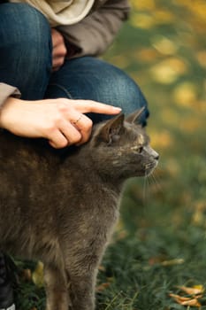 Girl strokes a stray gray beautiful temperamental cat on the grass.