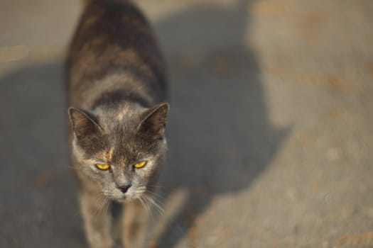 Temperamental homeless gray cat looks at you in a big city. Cat walks on asphalt. Cat is homeless.