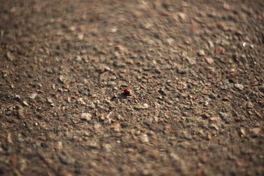 Ladybug on the pavement. A small insect on the roadway.