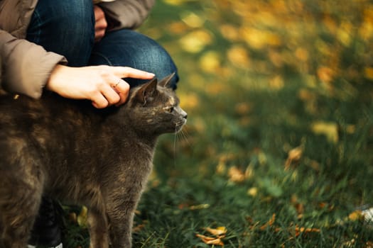 Girl strokes a stray gray beautiful temperamental cat on the grass.