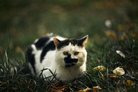 Temperamental homeless cross-eyed squint spotty cat looks at you in on green grass