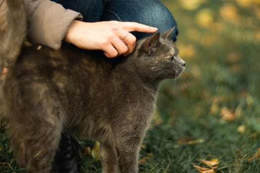 Girl strokes a stray gray beautiful temperamental cat on the grass.
