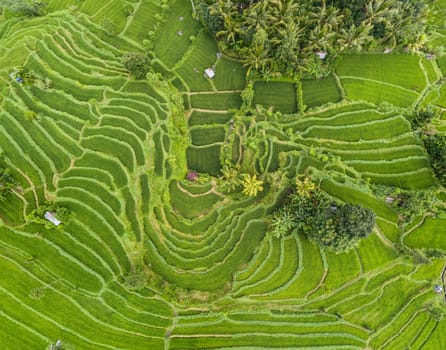 Top down aerial view of rice terraces in Bali, Indonesia