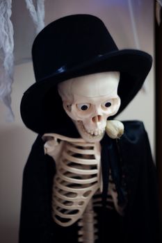 Skeleton with hat on head and cloak with garlic in mouth. Halloween decoration. Close-up view with blurred background.