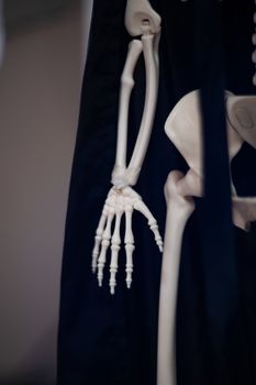 Skeleton with cloak. Halloween decoration.