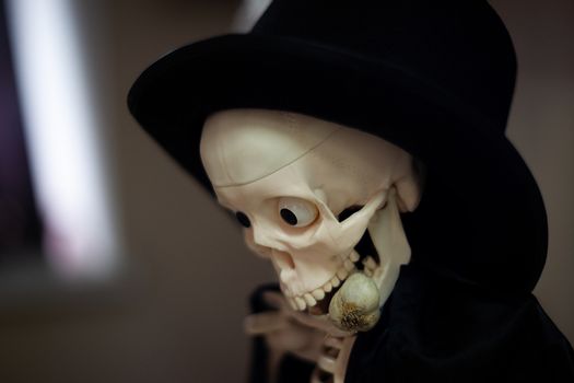 Skeleton with hat on head and cloak with garlic in mouth. Halloween decoration. Close-up view with blurred background.