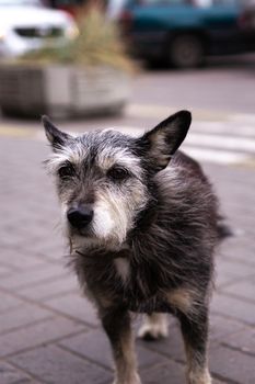 Old black homeless dog  on street.