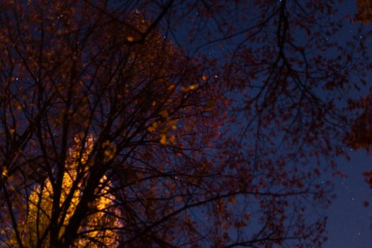 Long exposure night sky stars photo. A lot of stars with constellations. Trees on foreground. Far from the city. Night landscape.