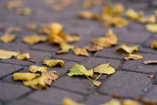 Orange leaves on walking road at  late autumn. Leaf fall season. Leaves on the pavement.