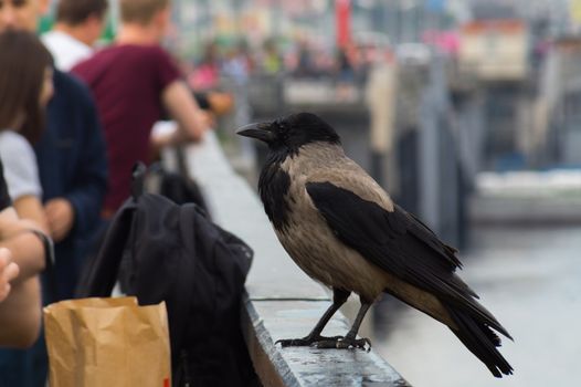 The crow sits on an iron old fence in the river port after rain.