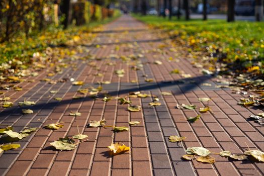 Autumn walking road with leaves at the curb. Green grass and orange leaves.