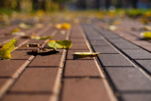 Autumn walking road with leaves at the curb. Green grass and orange leaves. Close-up view. Blurred background.
