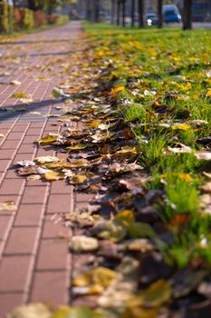 Autumn walking road with leaves at the curb. Green grass and orange leaves.