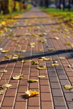 Autumn walking road with leaves at the curb. Green grass and orange leaves.