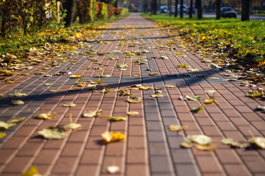 Autumn walking road with leaves at the curb. Green grass and orange leaves.