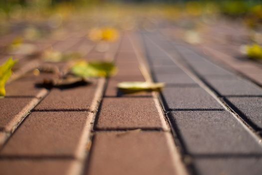 Autumn walking road with leaves at the curb. Green grass and orange leaves. Close-up view. Blurred background.