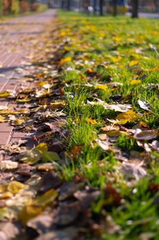 Autumn walking road with leaves at the curb. Green grass and orange leaves.