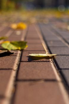 Autumn walking road with leaves at the curb. Green grass and orange leaves. Close-up view. Blurred background.