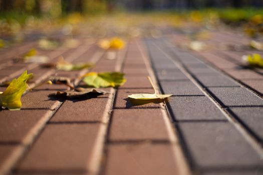 Autumn walking road with leaves at the curb. Green grass and orange leaves. Close-up view. Blurred background.