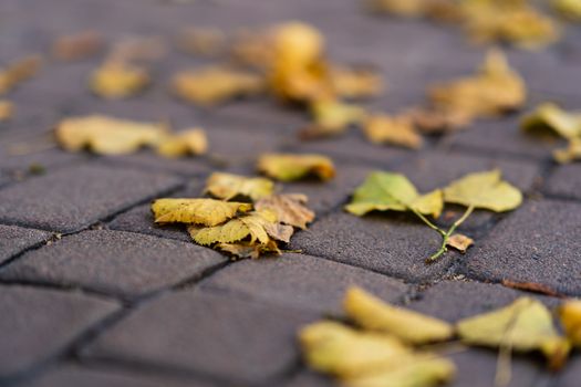 Orange leaves on walking road at  late autumn. Leaf fall season. Leaves on the pavement.