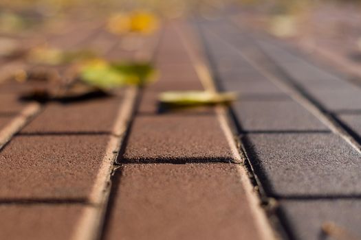 Autumn walking road with leaves at the curb. Green grass and orange leaves. Close-up view. Blurred background.