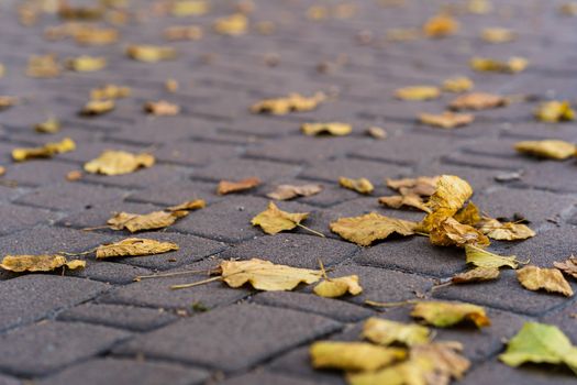 Orange leaves on walking road at  late autumn. Leaf fall season. Leaves on the pavement.