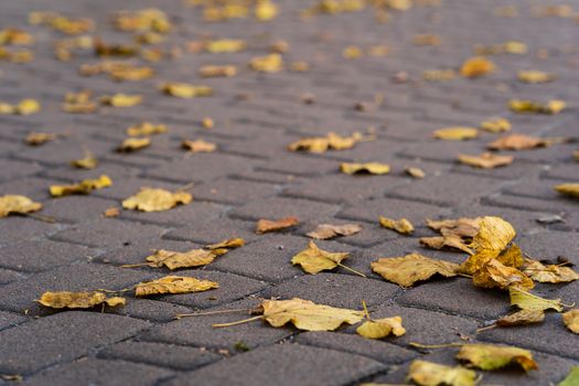 Orange leaves on walking road at  late autumn. Leaf fall season. Leaves on the pavement.