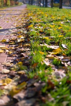 Autumn walking road with leaves at the curb. Green grass and orange leaves.