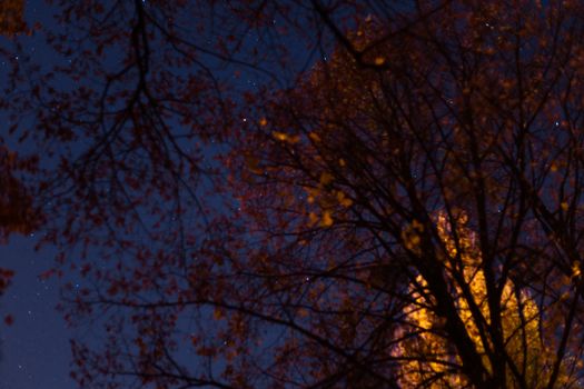 Long exposure night sky stars photo. A lot of stars with constellations. Trees on foreground. Far from the city. Night landscape.