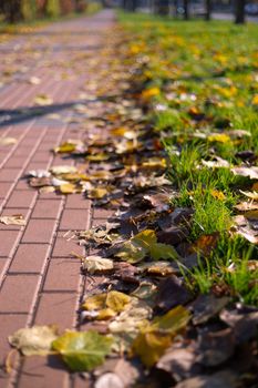 Autumn walking road with leaves at the curb. Green grass and orange leaves.