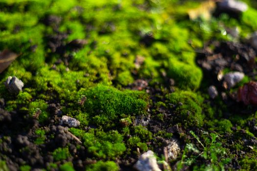 Hue green moss on black ground. Wet ground and soft moss.