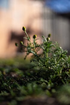 Wild chamomile plants with blurred background. Dark green colours and a few low light photo.