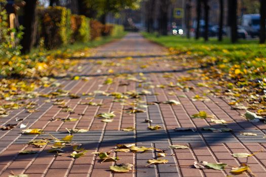 Autumn walking road with leaves at the curb. Green grass and orange leaves.