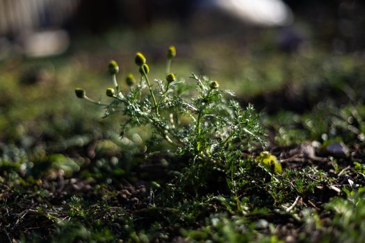 Wild chamomile plants with blurred background. Dark green colours and a few low light photo.