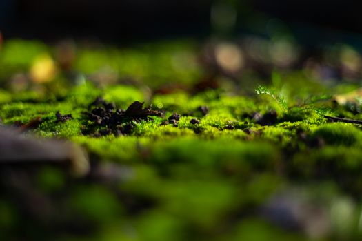 Hue green moss on black ground. Wet ground and soft moss.