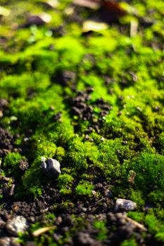 Hue green moss on black ground. Wet ground and soft moss.