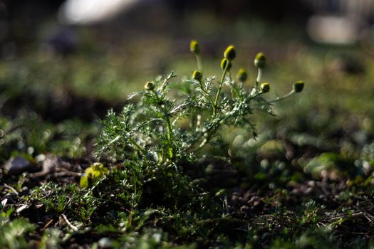 Wild chamomile plants with blurred background. Dark green colours and a few low light photo.