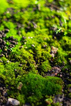 Hue green moss on black ground. Wet ground and soft moss.