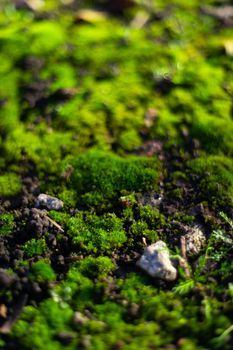 Hue green moss on black ground. Wet ground and soft moss.