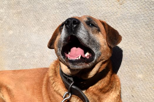 Cute pet looking at the camera. Beautiful red dog resting.