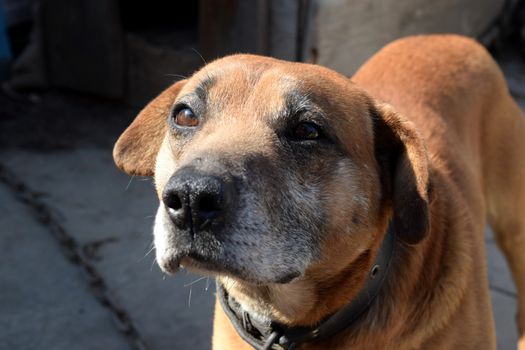 Cute pet looking at the camera. Beautiful red dog resting.