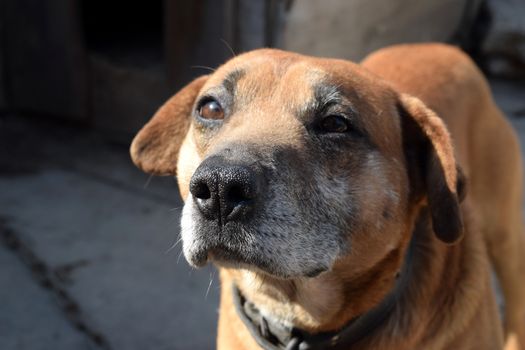 Cute pet looking at the camera. Beautiful red dog resting.