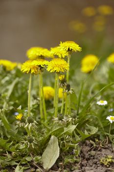 The dandelions that bloom spontaneously in the meadow in spring. Vertical Shot. 